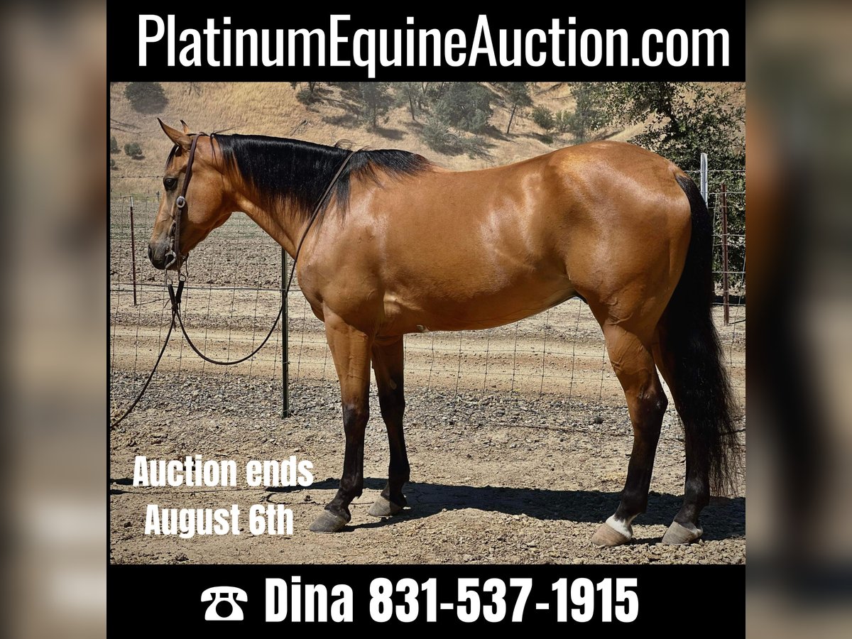 American Quarter Horse Castrone 10 Anni 150 cm Pelle di daino in Paso Robles, CA