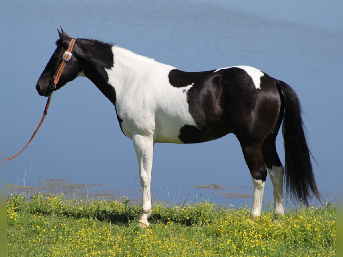 American Quarter Horse Castrone 10 Anni 150 cm Tobiano-tutti i colori in Whitley City KY
