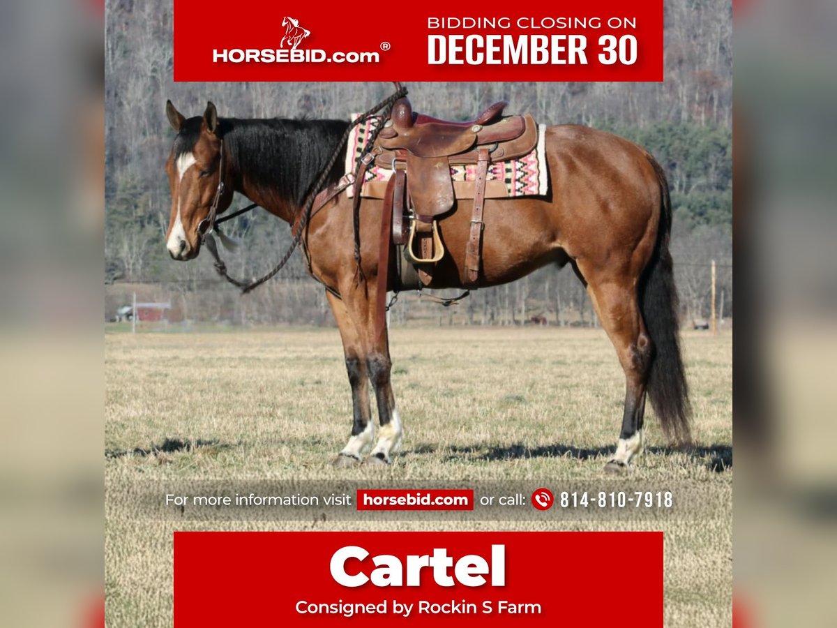 American Quarter Horse Castrone 10 Anni 152 cm Baio ciliegia in Rebersburg, PA