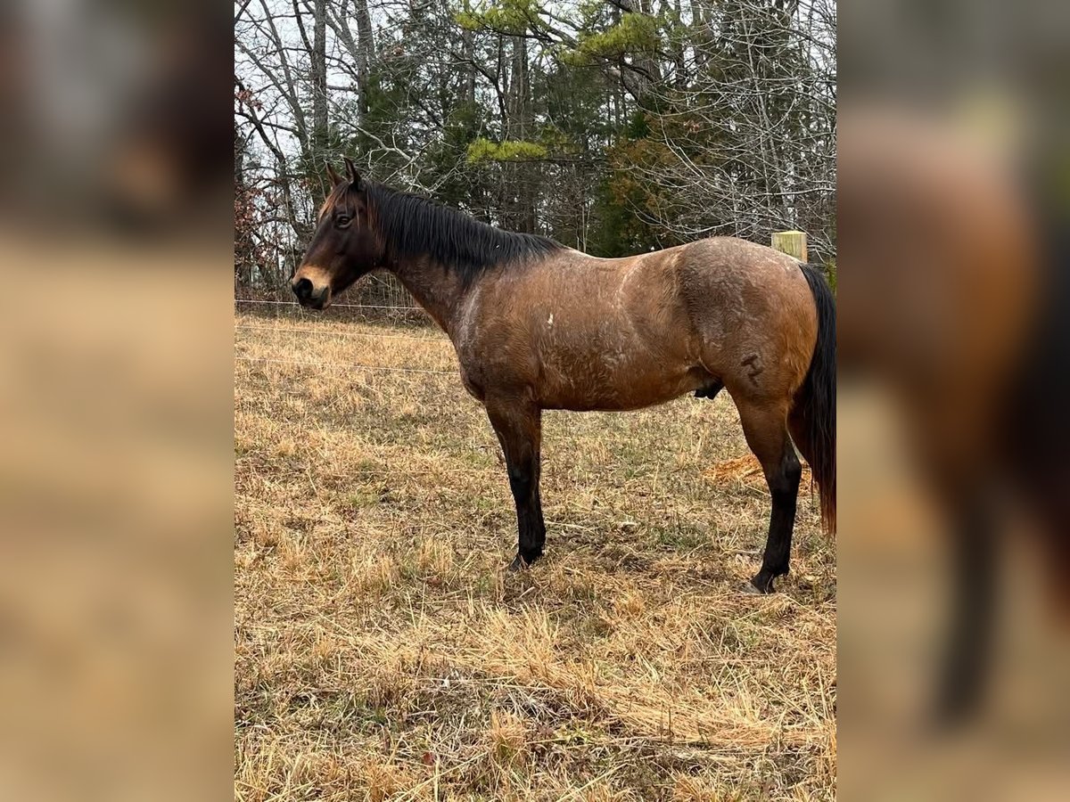 American Quarter Horse Castrone 10 Anni 152 cm Baio in Fort Worth Texas