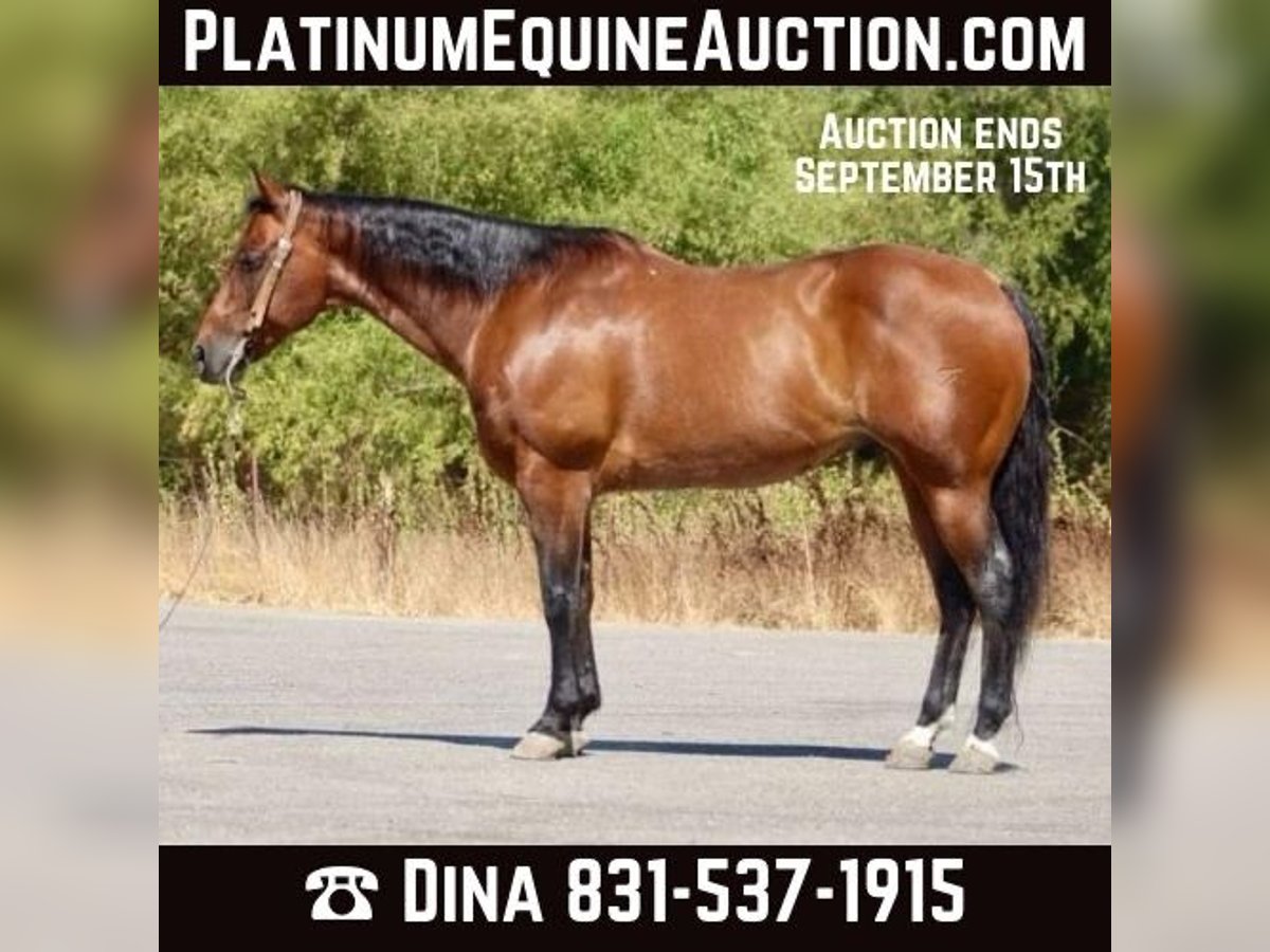 American Quarter Horse Castrone 10 Anni 152 cm Baio roano in Paicines CA