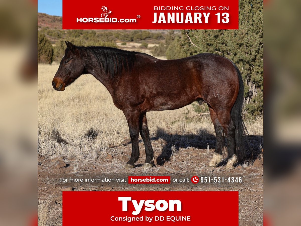 American Quarter Horse Castrone 10 Anni 152 cm Baio roano in Camp Verde, AZ