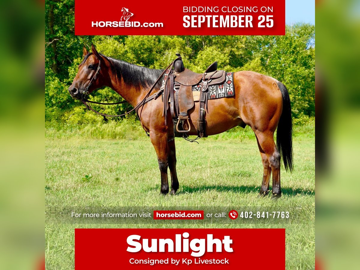American Quarter Horse Castrone 10 Anni 152 cm Baio roano in Valley Springs, SD