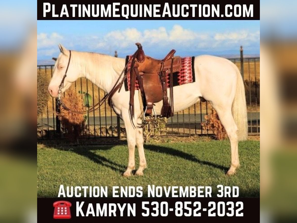 American Quarter Horse Castrone 10 Anni 152 cm Cremello in Pleasant Grove CA