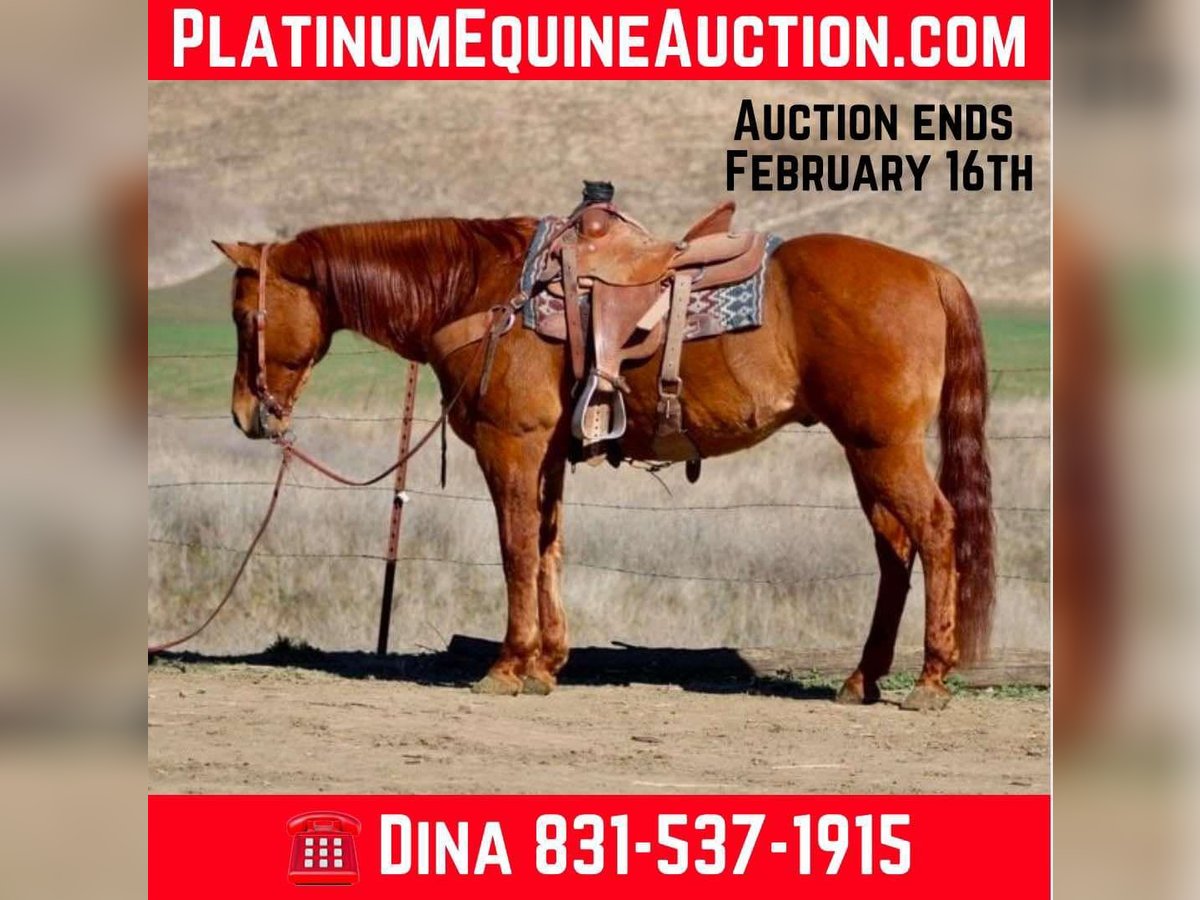 American Quarter Horse Castrone 10 Anni 152 cm Falbo in Paicines CA