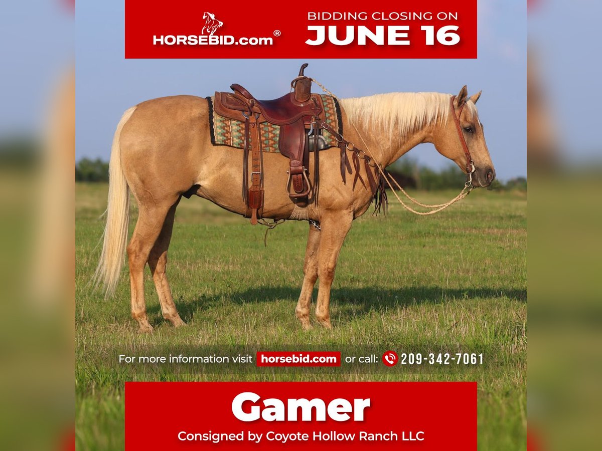American Quarter Horse Castrone 10 Anni 152 cm Palomino in Mount Vernon, TX