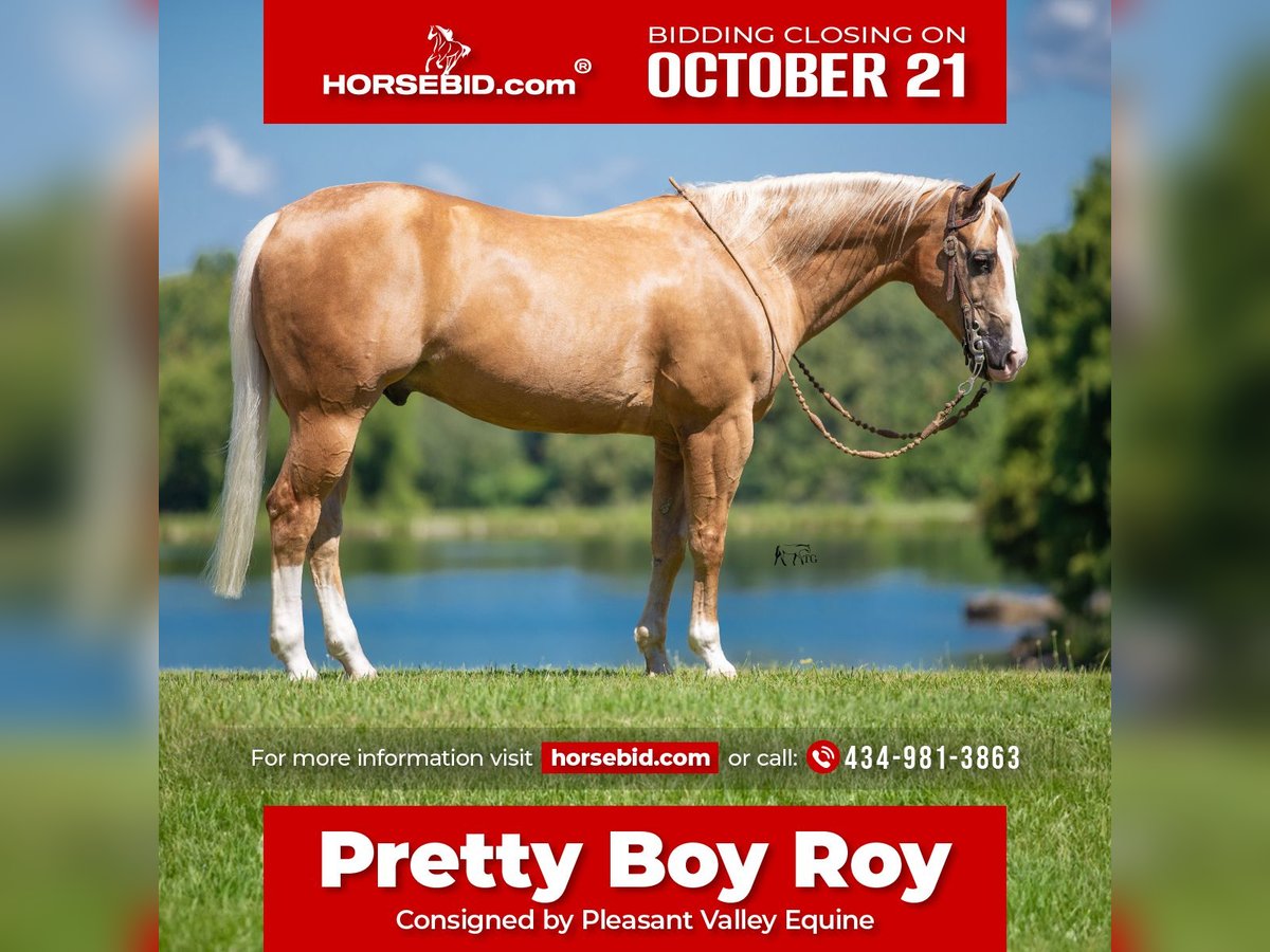 American Quarter Horse Castrone 10 Anni 152 cm Palomino in Robards, KY