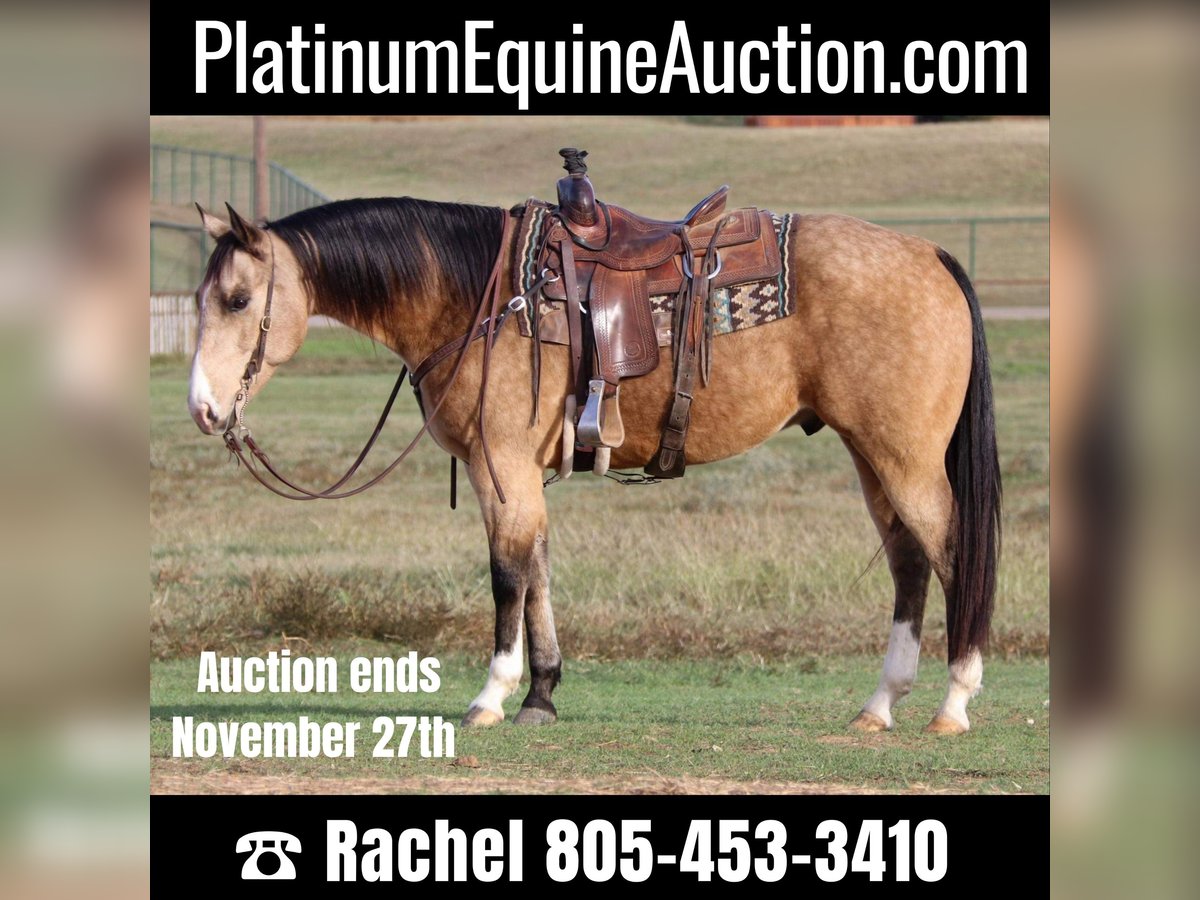 American Quarter Horse Castrone 10 Anni 152 cm Pelle di daino in Joshua TX