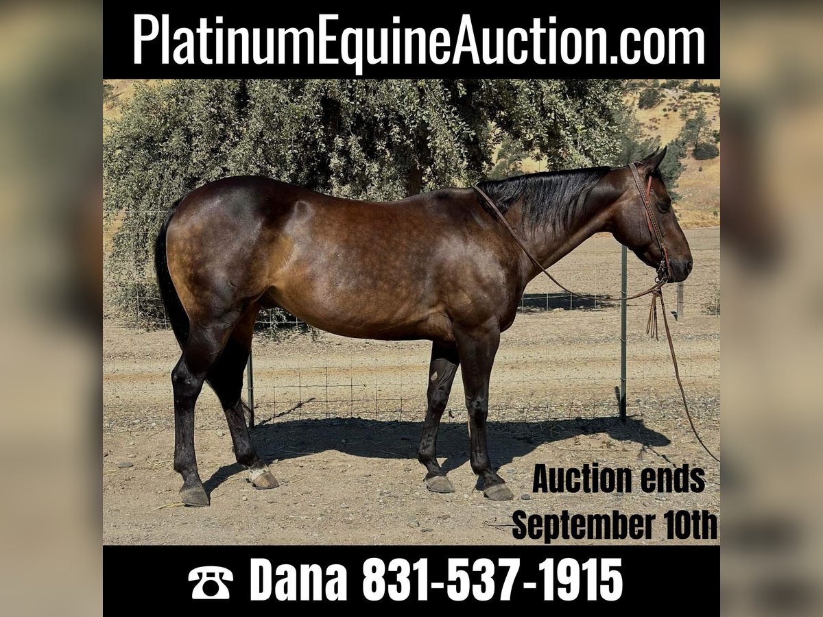 American Quarter Horse Castrone 10 Anni 152 cm Pelle di daino in Paicines, CA