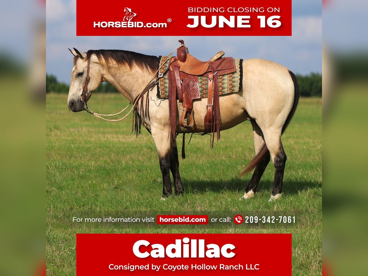 American Quarter Horse Castrone 10 Anni 152 cm Pelle di daino in Mount Vernon, TX