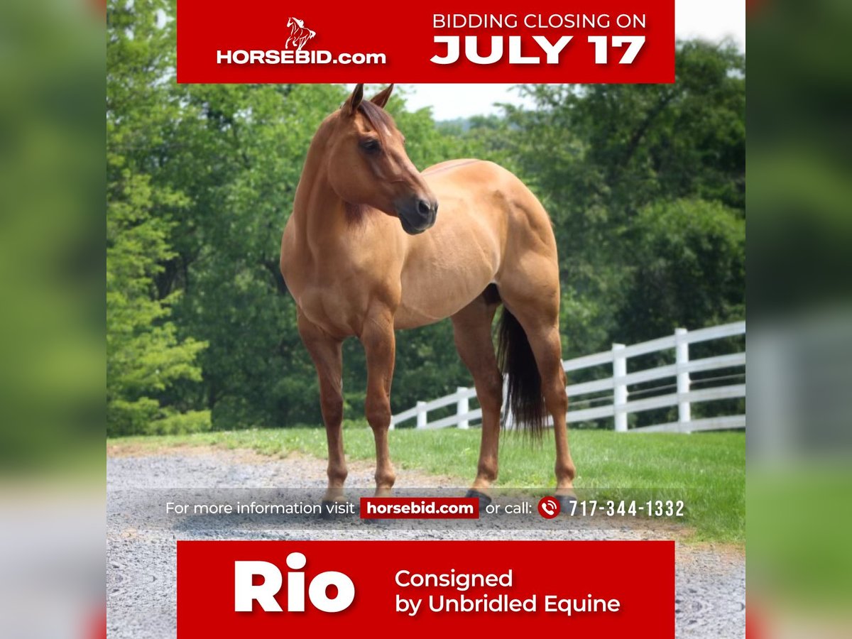 American Quarter Horse Castrone 10 Anni 152 cm Red dun in Millerstown, PA