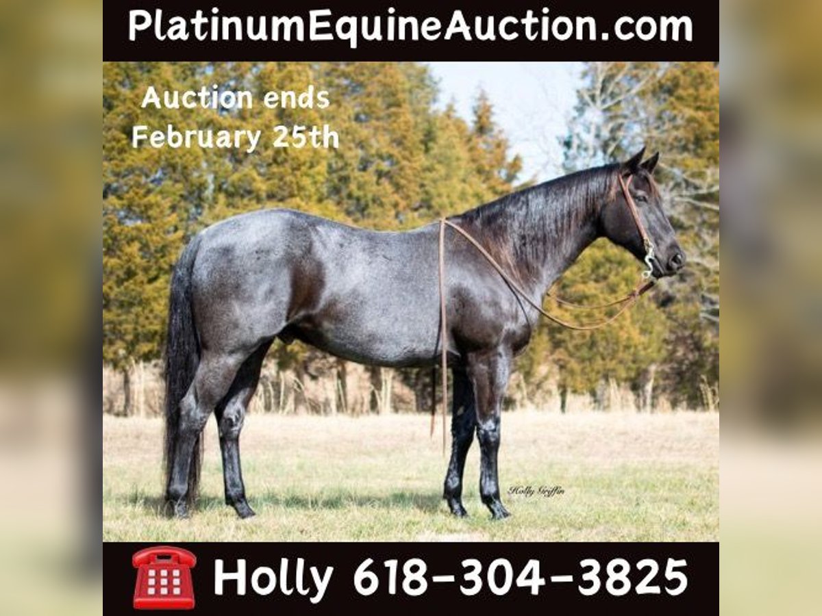 American Quarter Horse Castrone 10 Anni 152 cm Roano blu in Greenville KY