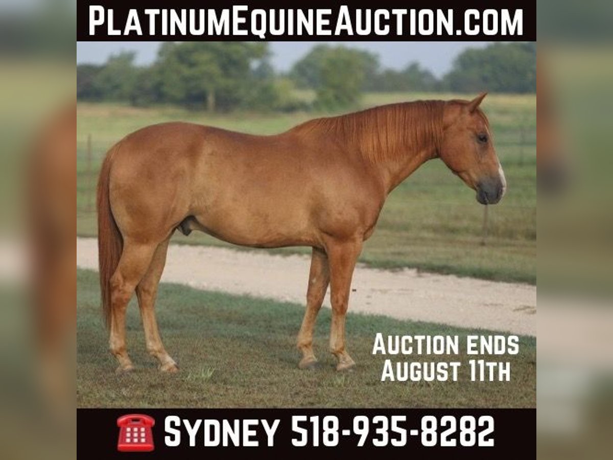 American Quarter Horse Castrone 10 Anni 152 cm Sauro ciliegia in Granbury TX