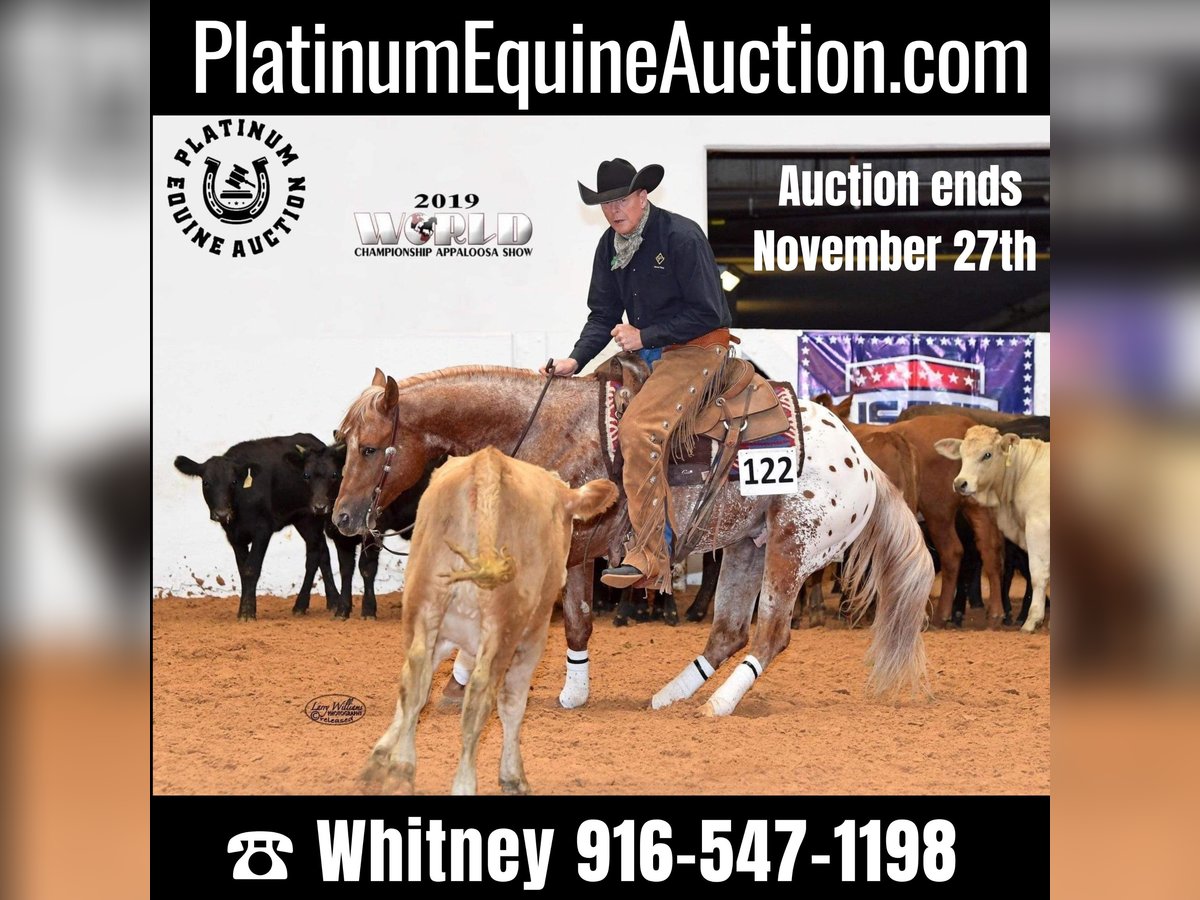 American Quarter Horse Castrone 10 Anni 152 cm Sauro ciliegia in whitesburg TX