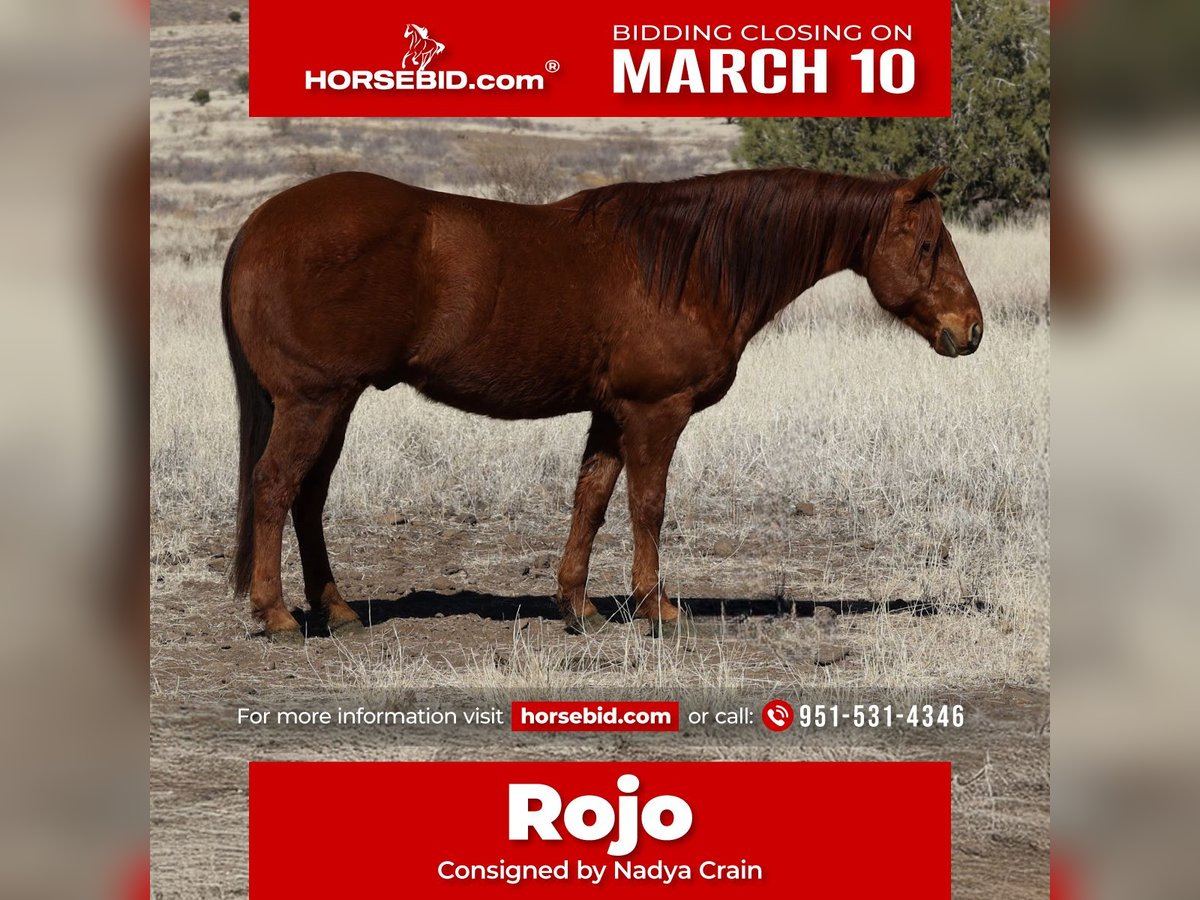 American Quarter Horse Castrone 10 Anni 152 cm Sauro ciliegia in Camp Verde, AZ