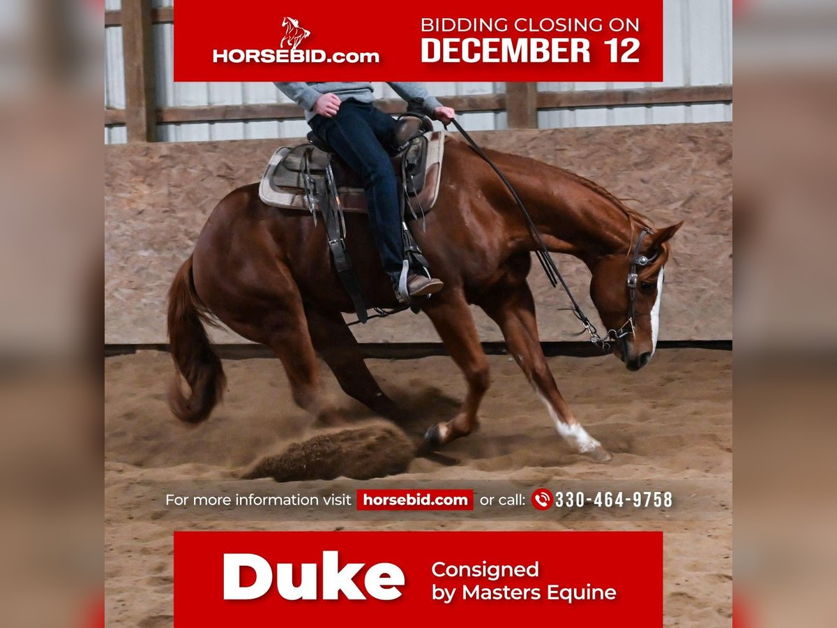 American Quarter Horse Mix Castrone 10 Anni 152 cm Sauro ciliegia in Dalton, OH