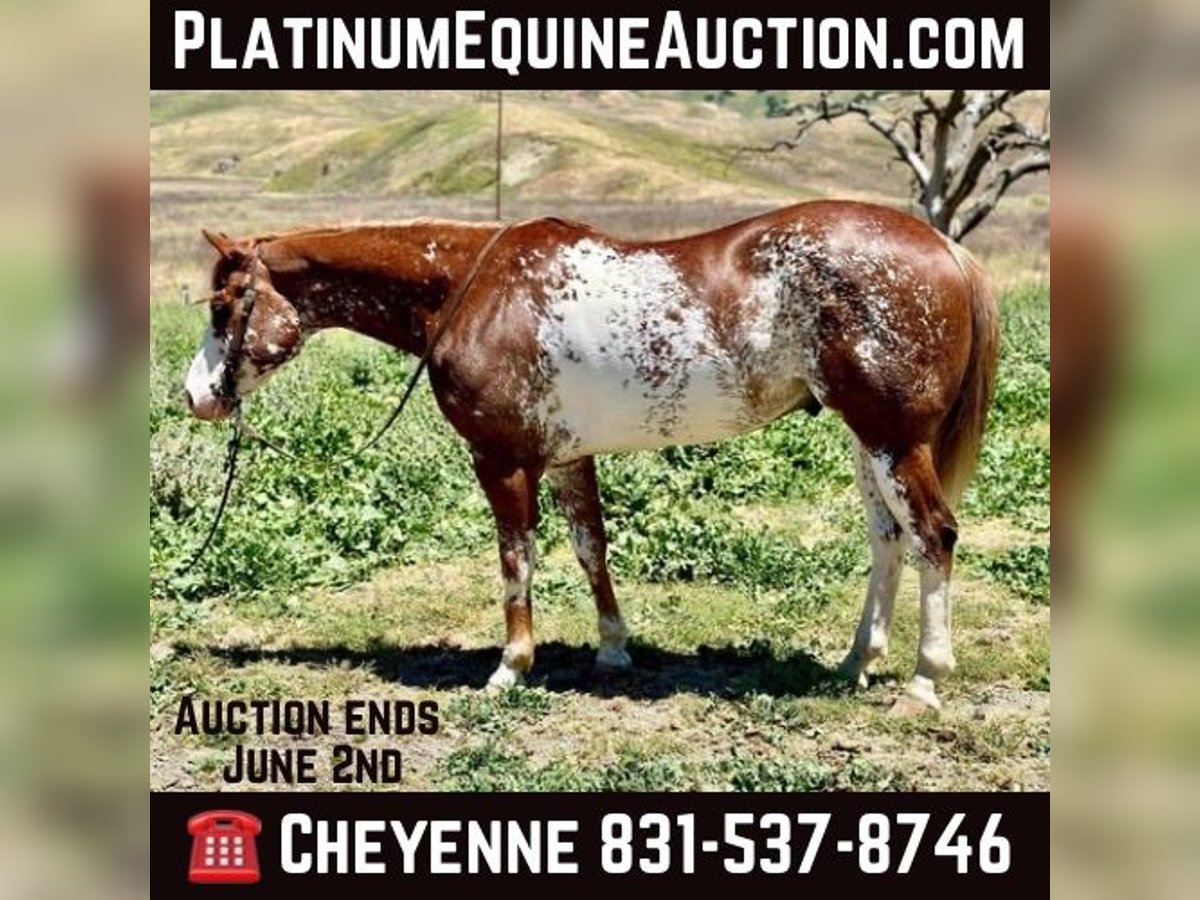 American Quarter Horse Castrone 10 Anni 152 cm Sauro scuro in Bitterwater CA