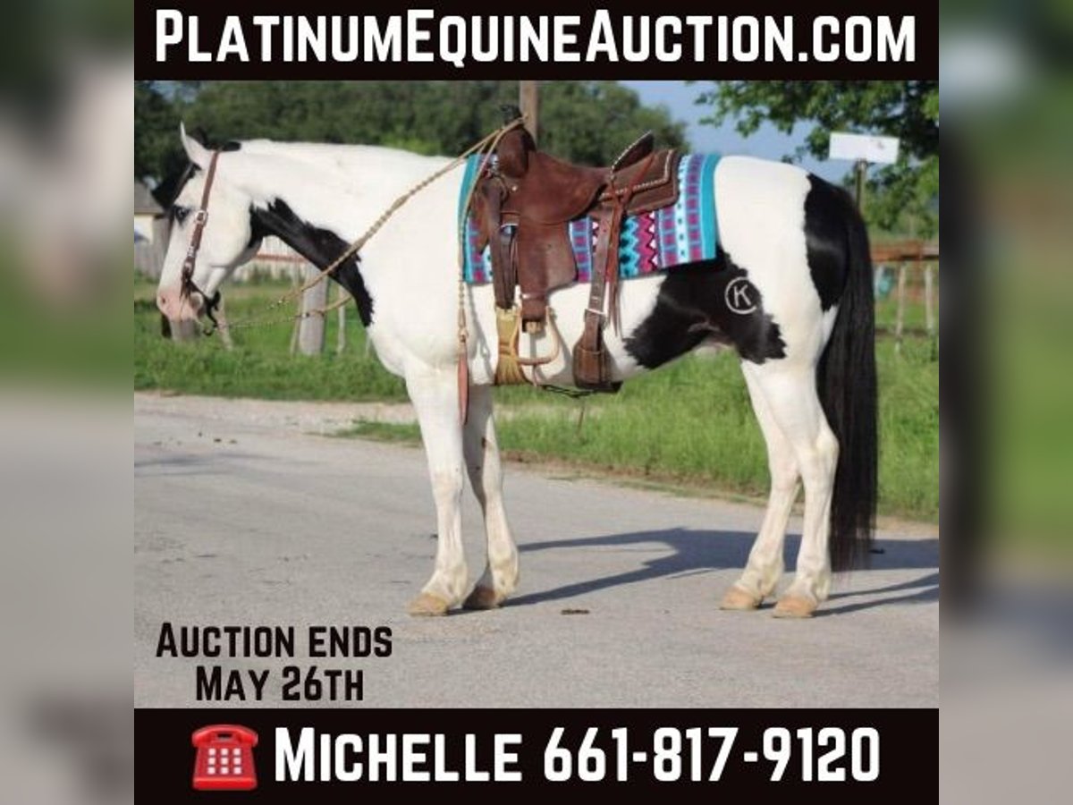 American Quarter Horse Castrone 10 Anni 152 cm Tobiano-tutti i colori in Stephenville TX