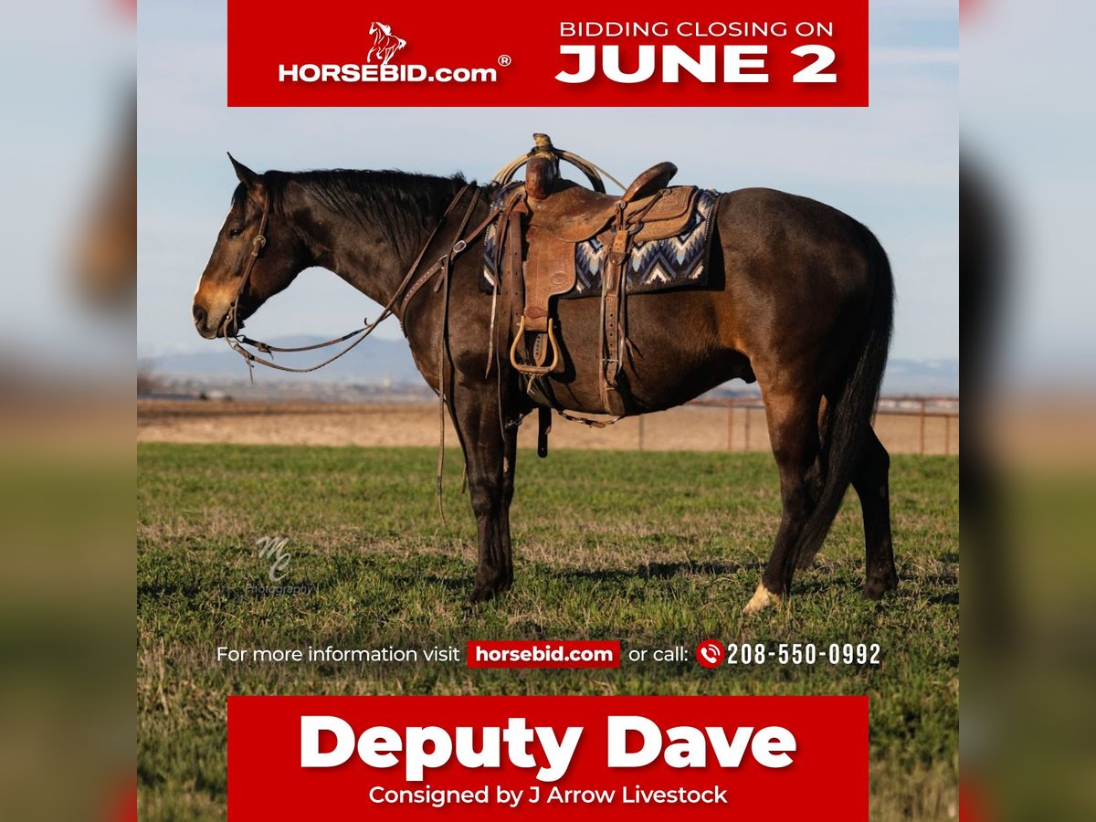 American Quarter Horse Castrone 10 Anni 155 cm Baio in Caldwell, ID