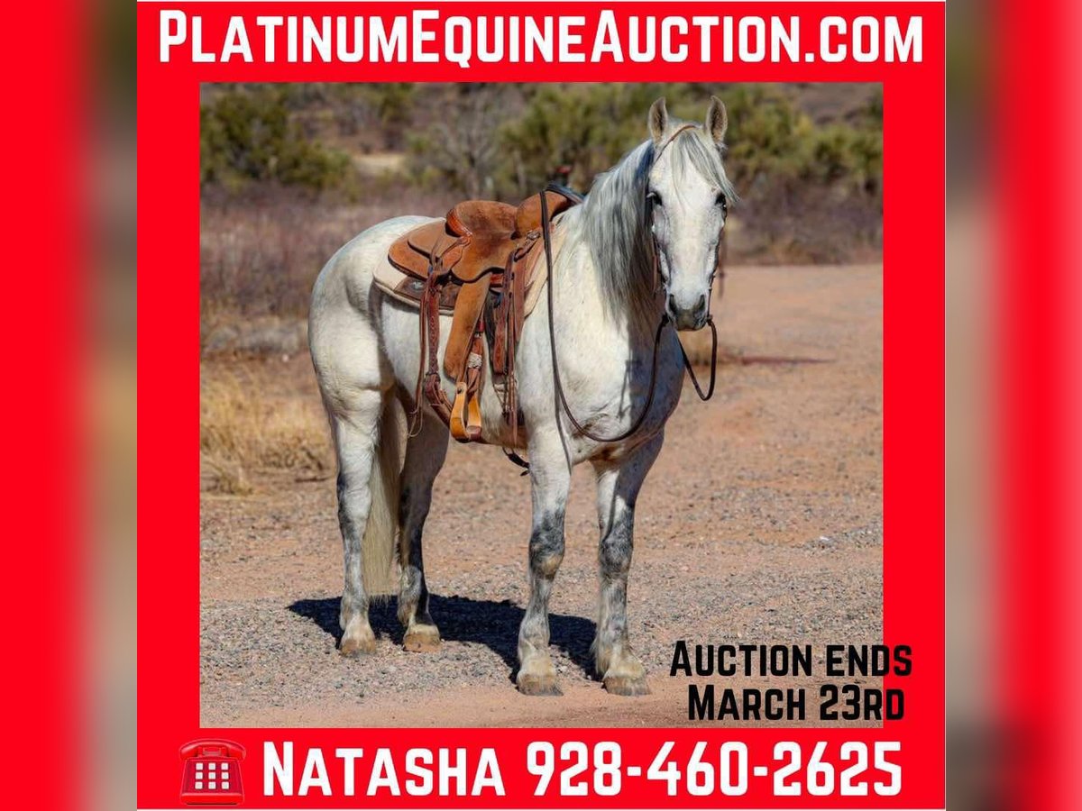American Quarter Horse Castrone 10 Anni 155 cm Grigio in Camp Verde AZ