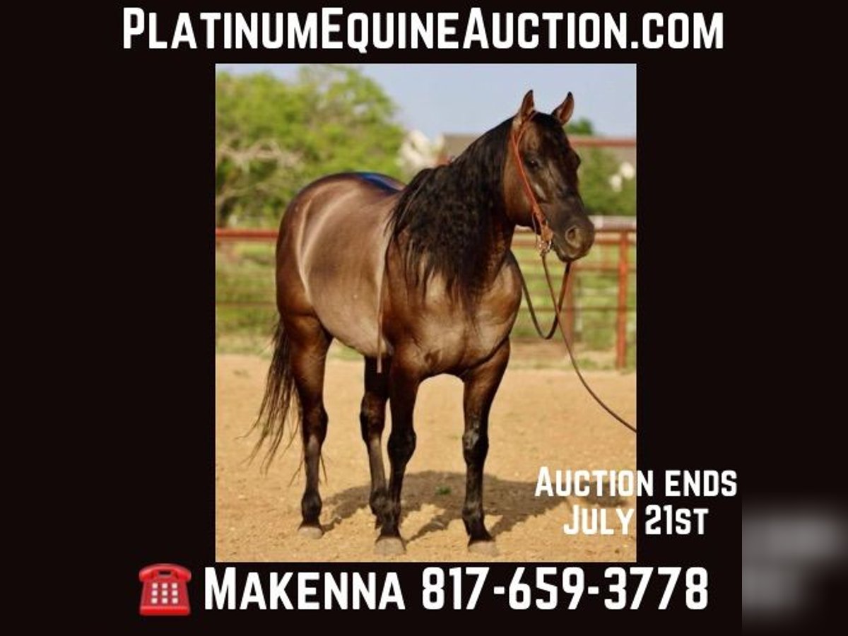 American Quarter Horse Castrone 10 Anni 155 cm Grullo in stephenville TX