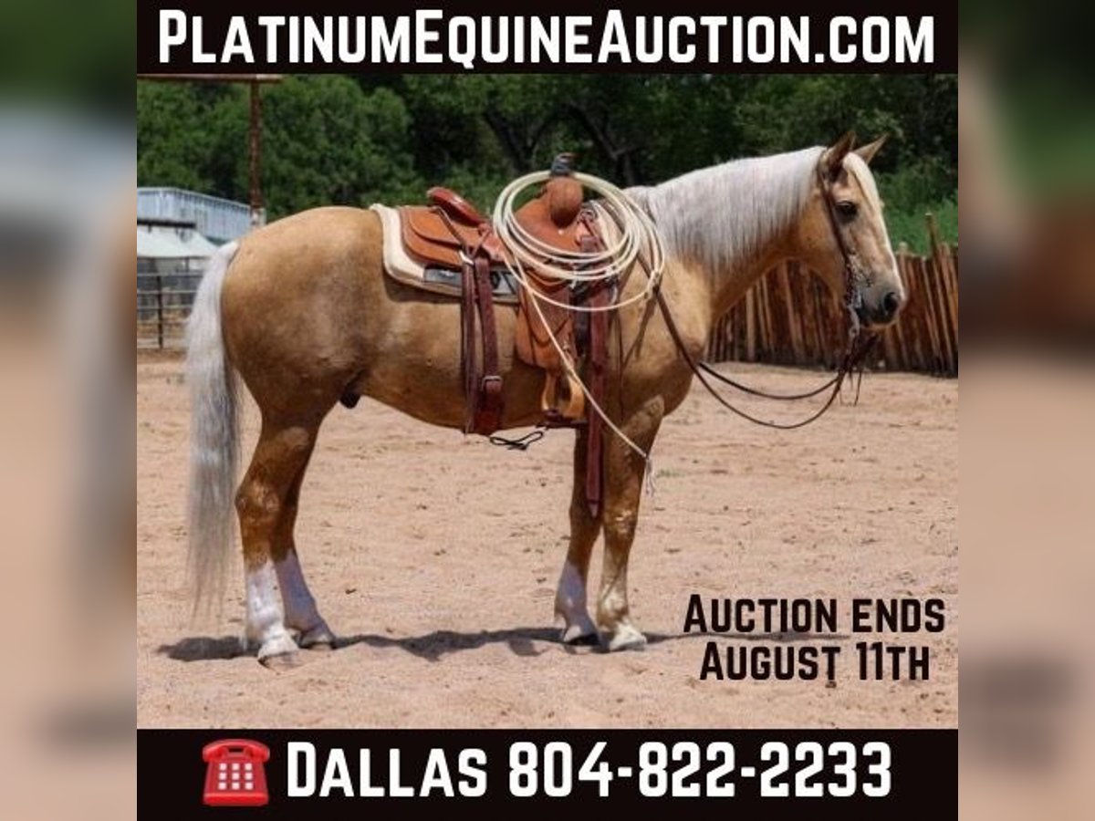 American Quarter Horse Castrone 10 Anni 155 cm Palomino in Camp Verde. AZ