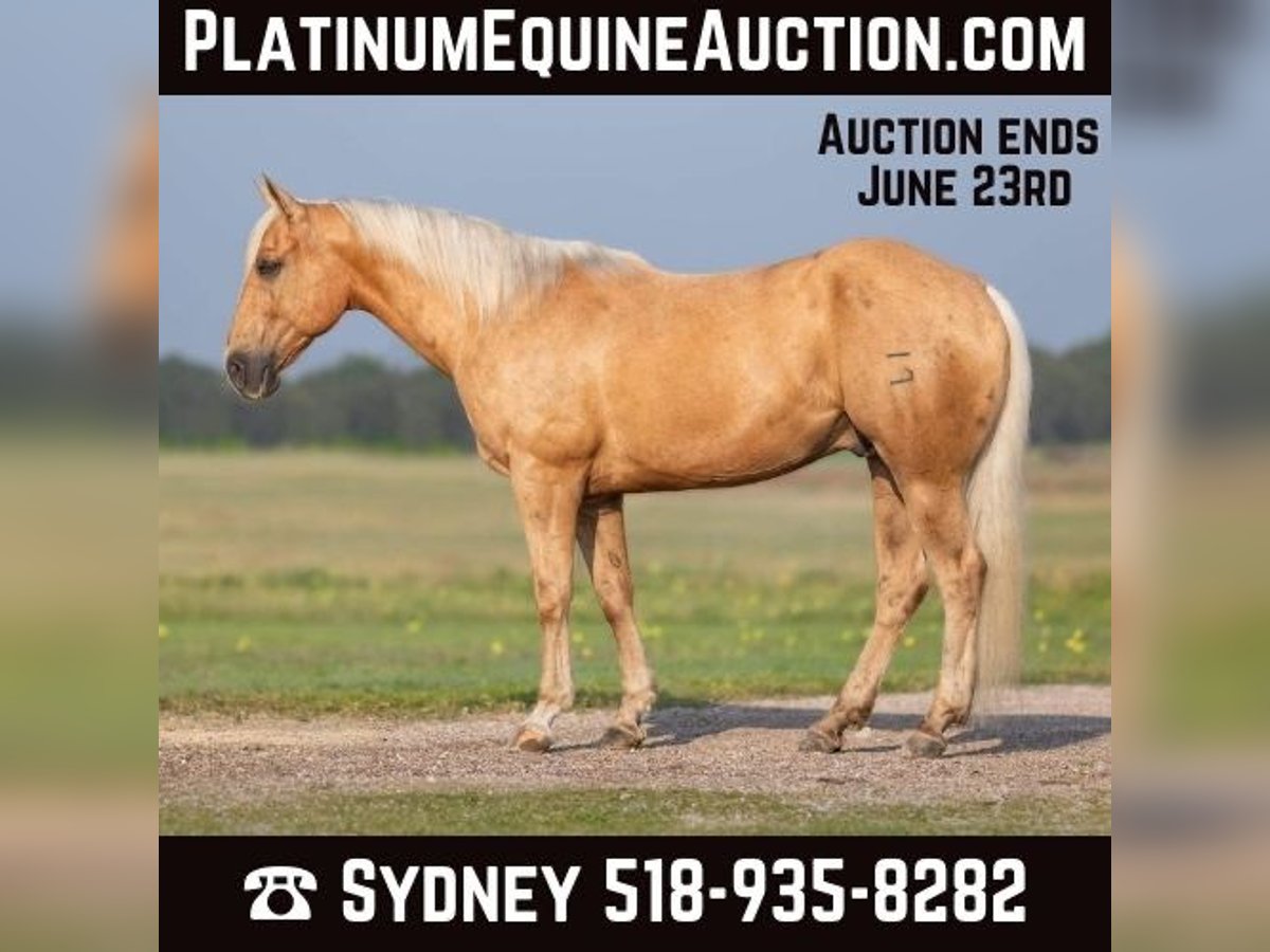 American Quarter Horse Castrone 10 Anni 155 cm Palomino in Granbury TX