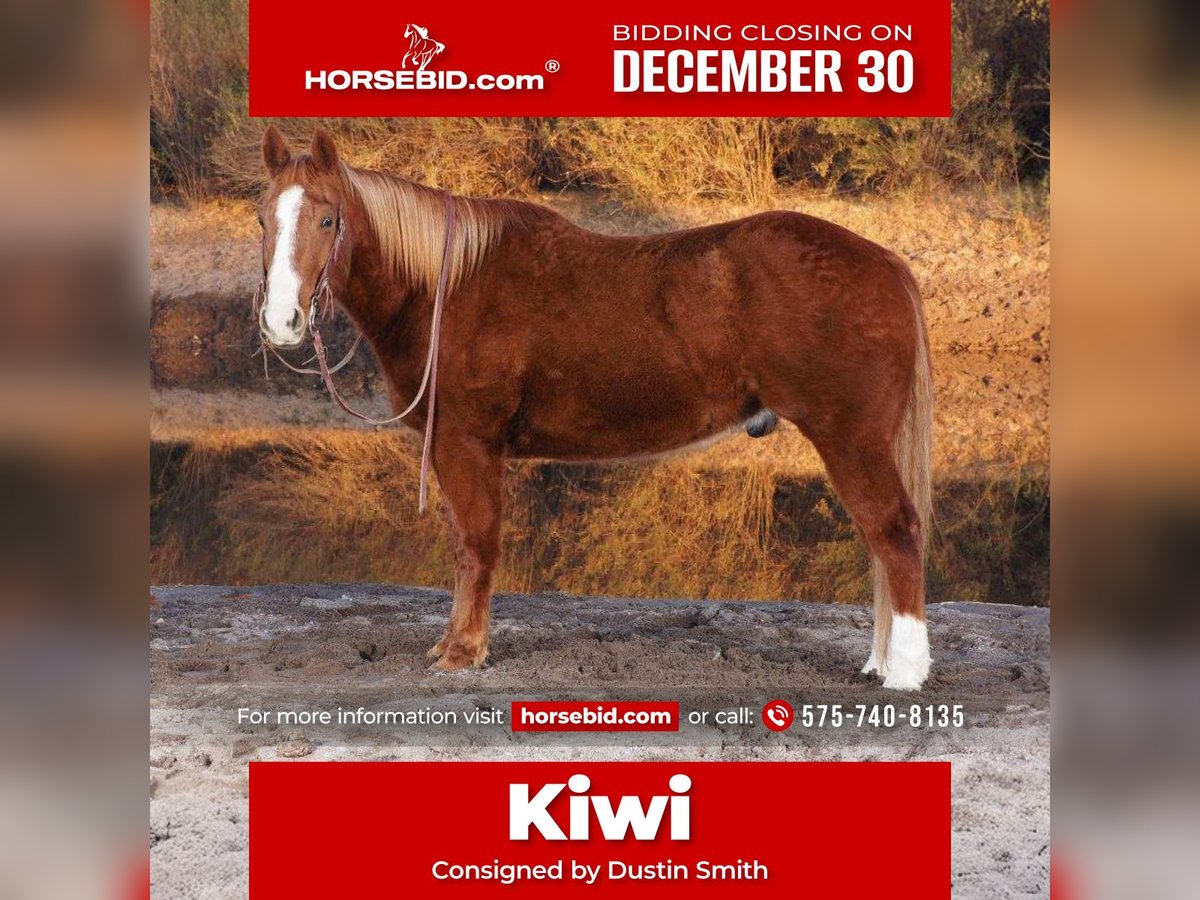 American Quarter Horse Castrone 10 Anni 155 cm in Caballo, NM