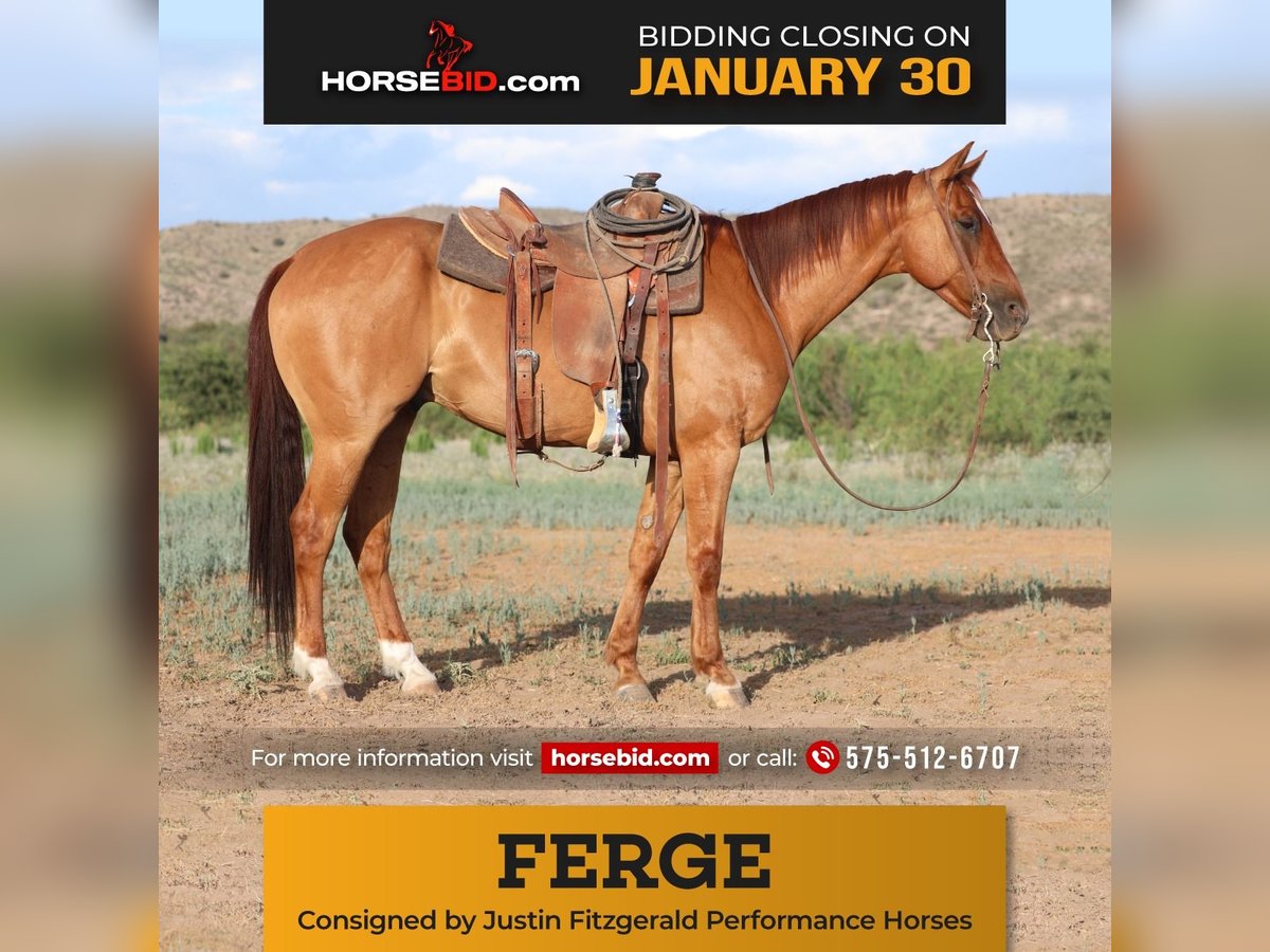 American Quarter Horse Castrone 10 Anni 155 cm Red dun in Redrock, NM