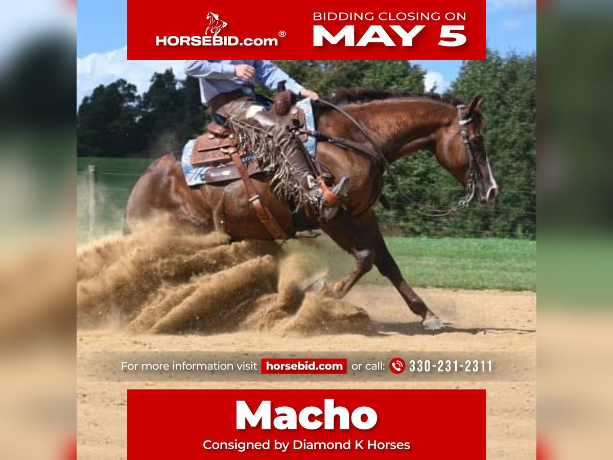 American Quarter Horse Castrone 10 Anni 155 cm in Jackson, OH