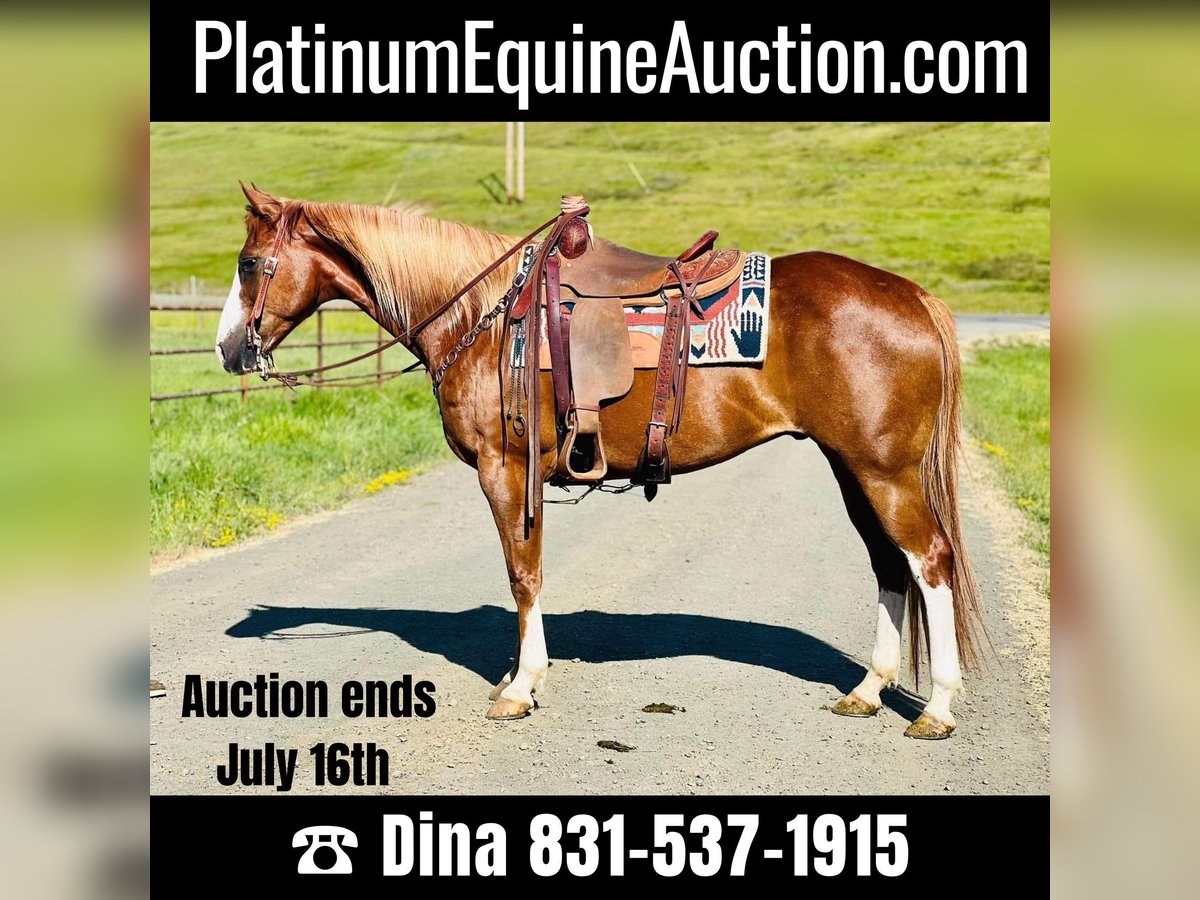 American Quarter Horse Castrone 10 Anni 155 cm Sauro scuro in Paso Robles, CA