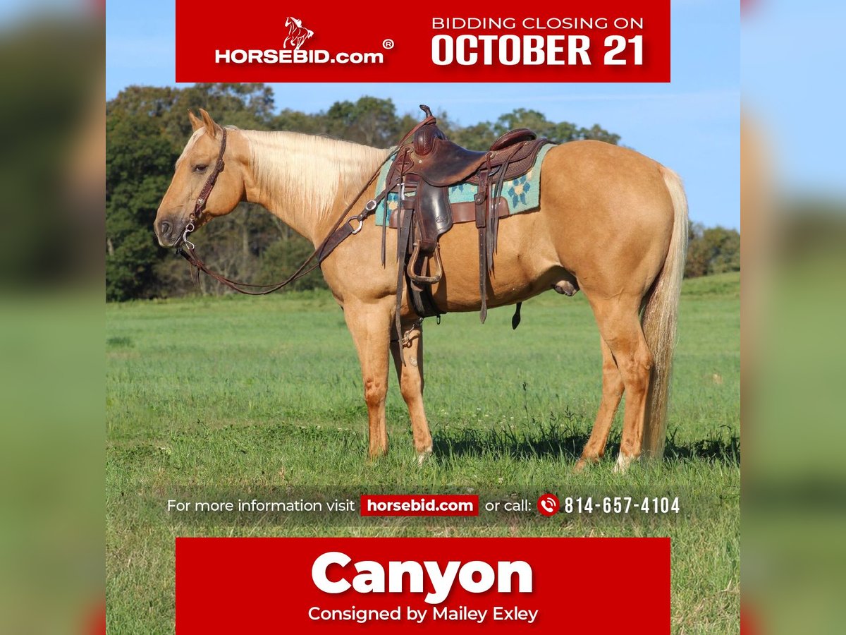 American Quarter Horse Castrone 10 Anni 157 cm Palomino in Clarion, PA