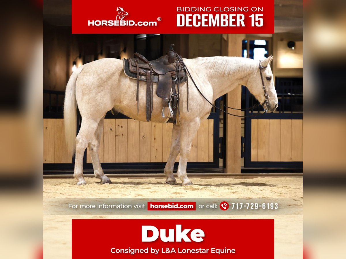 American Quarter Horse Castrone 10 Anni 157 cm Palomino in Needmore