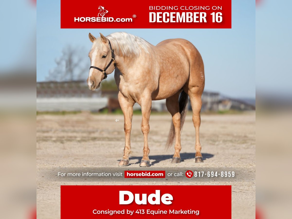 American Quarter Horse Castrone 10 Anni 157 cm Palomino in Weatherford