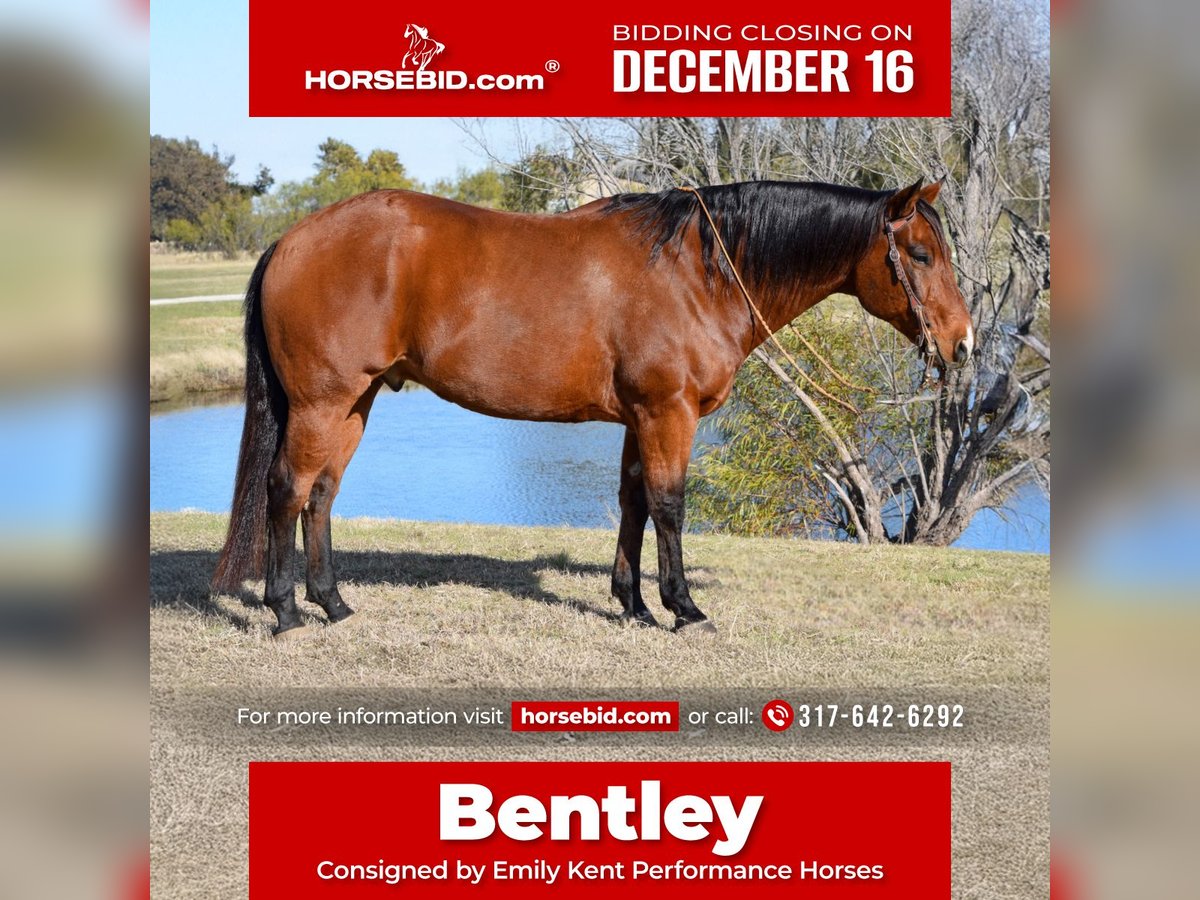 American Quarter Horse Castrone 10 Anni 160 cm Baio ciliegia in Jacksboro