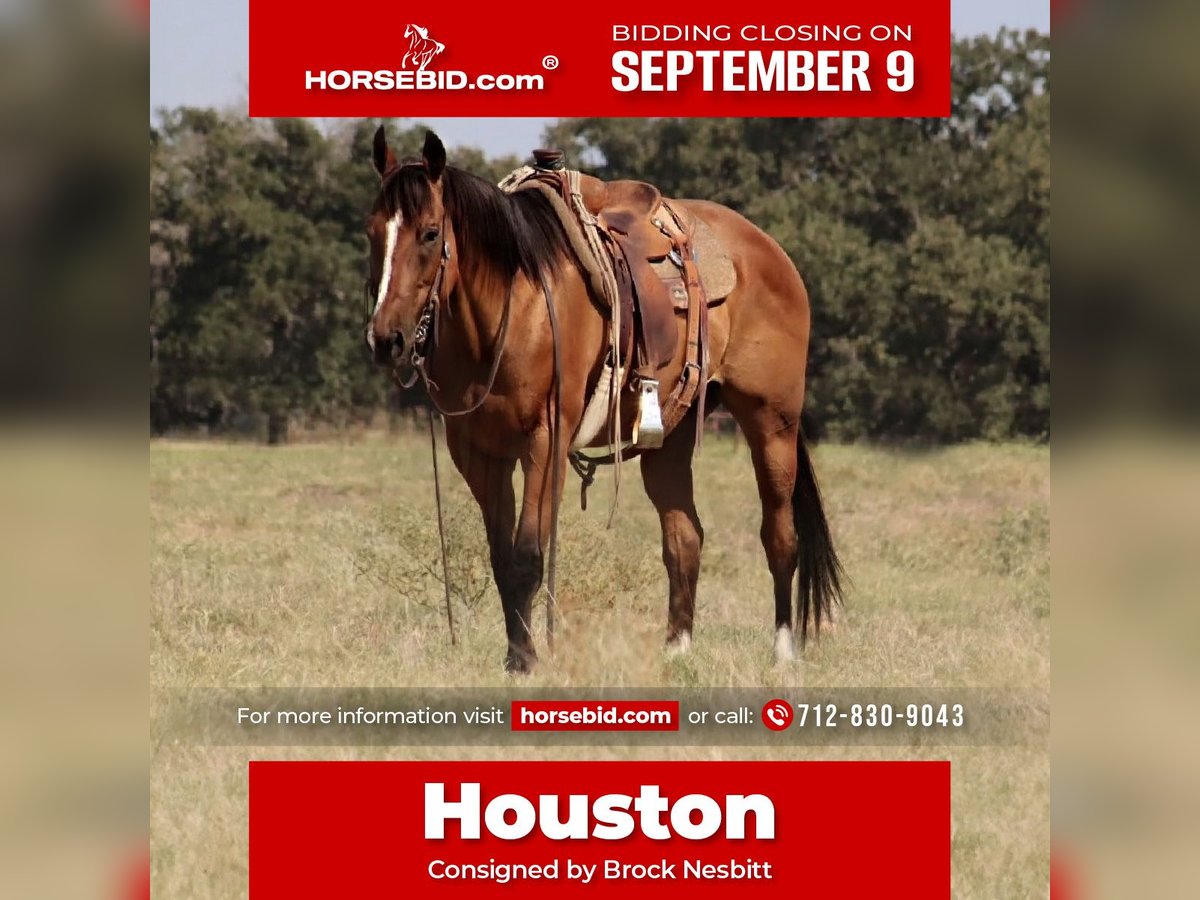 American Quarter Horse Castrone 10 Anni 160 cm Baio ciliegia in Stephenville, TX