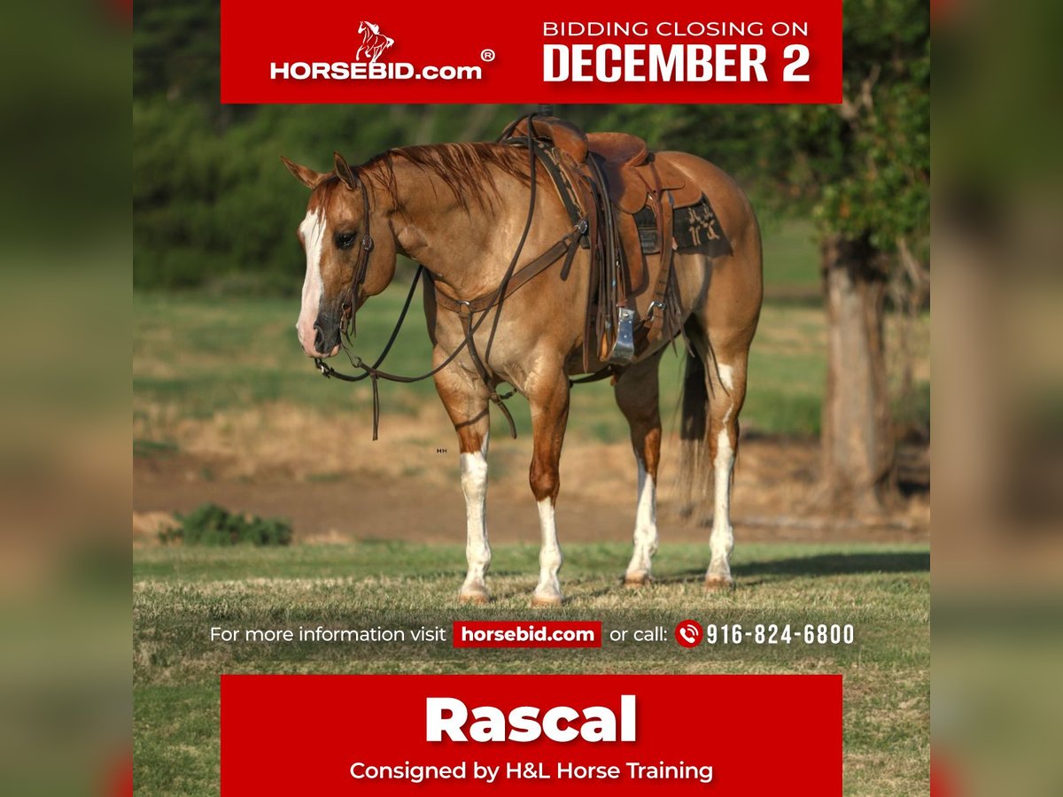 American Quarter Horse Castrone 10 Anni 160 cm Red dun in Orangevale