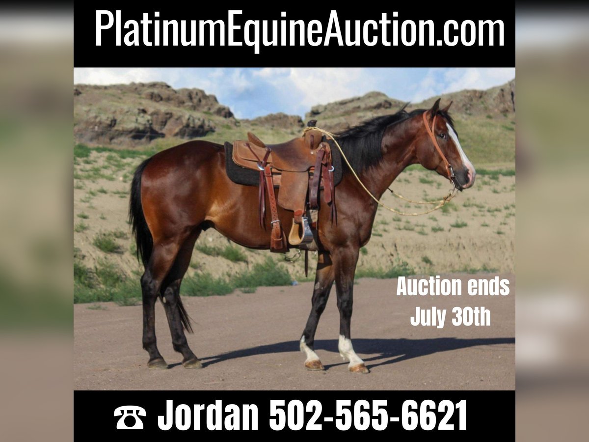 American Quarter Horse Castrone 10 Anni 163 cm Baio ciliegia in Weatherford TX