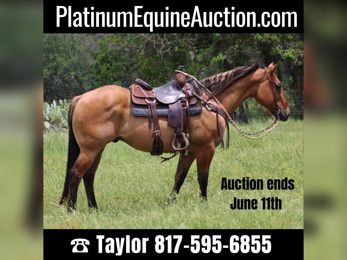 American Quarter Horse Castrone 10 Anni Falbo in Morgan Mill Tx