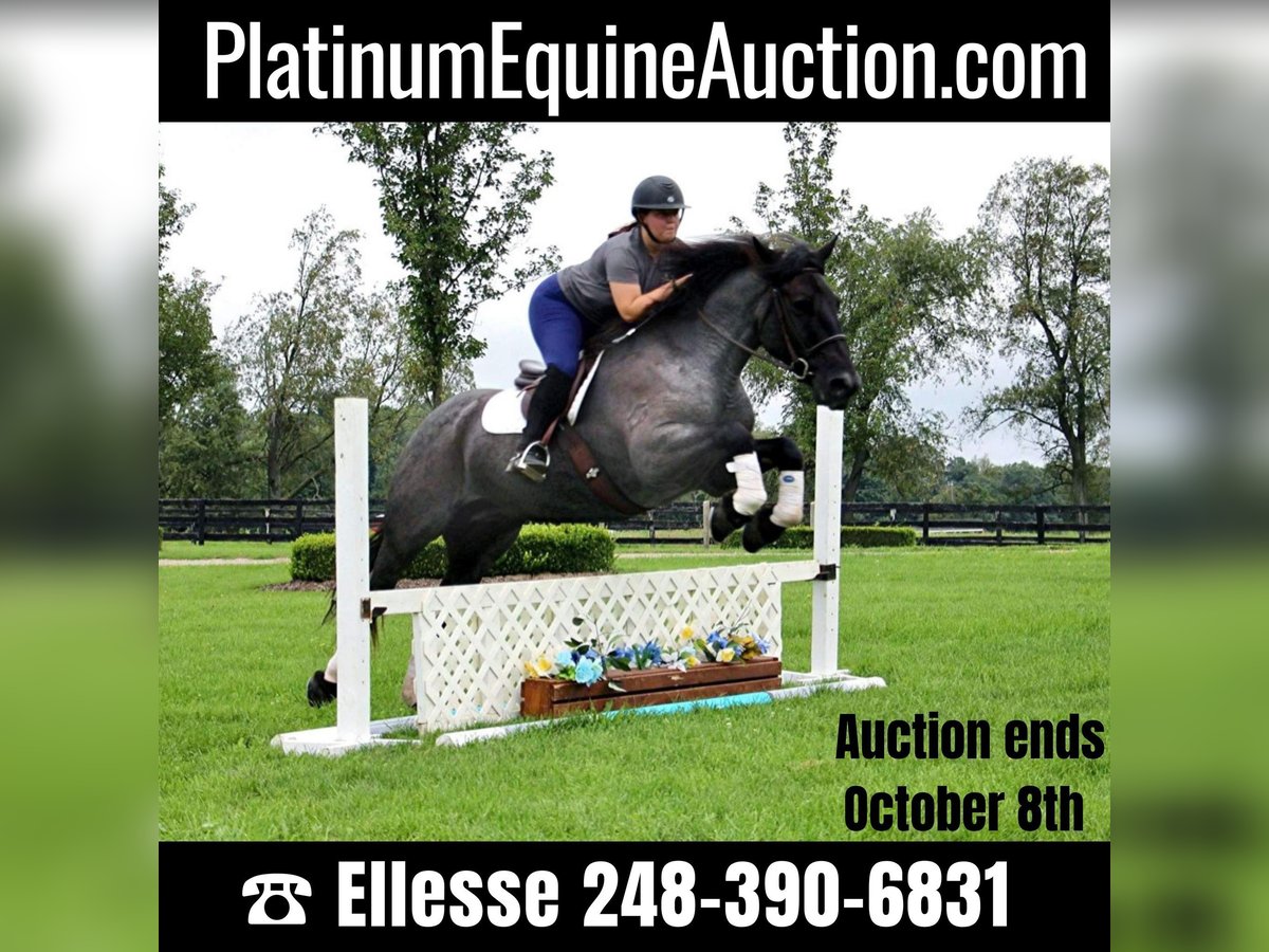 American Quarter Horse Castrone 10 Anni Roano blu in Highland MI