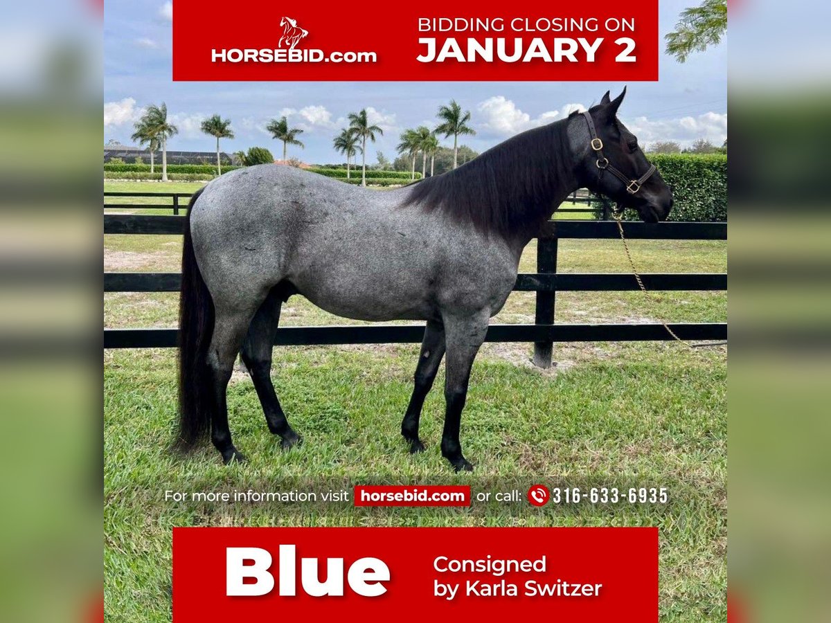 American Quarter Horse Castrone 10 Anni Roano blu in Buffalo, WY