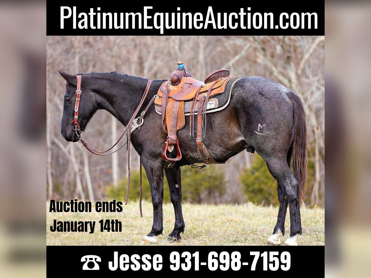 American Quarter Horse Castrone 10 Anni Roano blu in Santa Fe TN