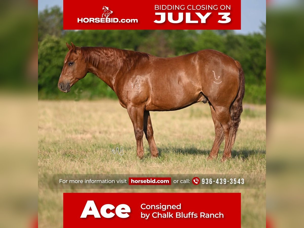 American Quarter Horse Castrone 10 Anni Sauro ciliegia in Waco, TX