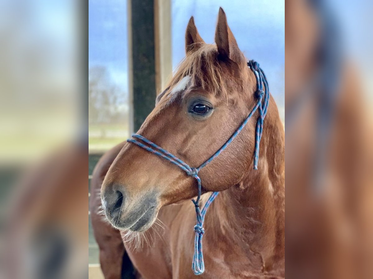 American Quarter Horse Castrone 10 Anni Sauro in WrocławWrocław