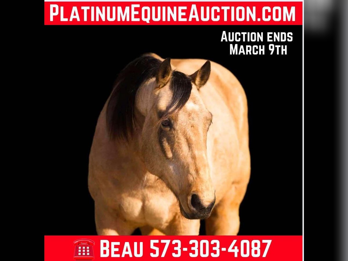 American Quarter Horse Castrone 10 Anni Sauro scuro in Paicines CA