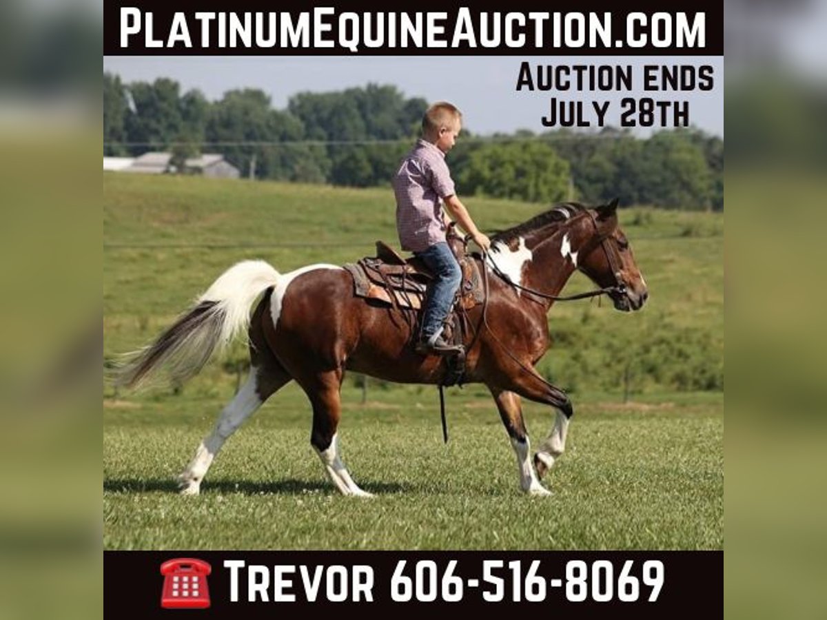 American Quarter Horse Castrone 11 Anni 124 cm Baio ciliegia in Parkers Lake, KY