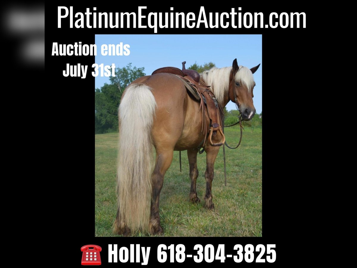 American Quarter Horse Castrone 11 Anni 142 cm Palomino in Greenville Ky