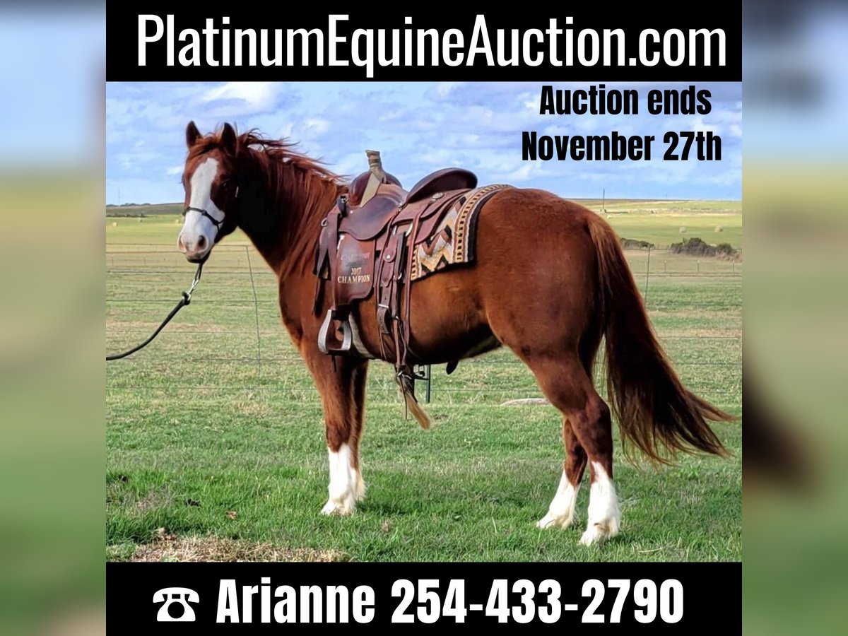 American Quarter Horse Castrone 11 Anni 142 cm Sauro ciliegia in rising Star TX