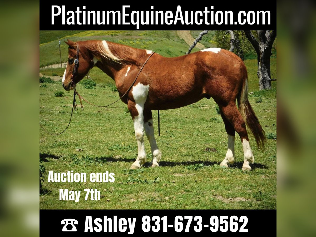 American Quarter Horse Castrone 11 Anni 142 cm Tobiano-tutti i colori in Paicines CA