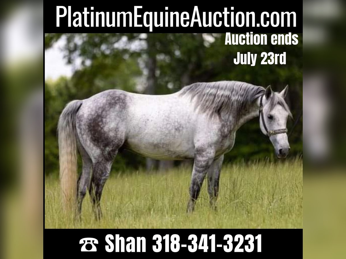 American Quarter Horse Castrone 11 Anni 147 cm Grigio pezzato in Bovina MS